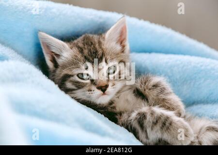 Tabby graues Kätzchen liegt auf seinem Rücken. Katze Kind Säugetier Tier Haustier mit Interesse Gesicht Blick auf die Kamera. Kleines graues Kätzchen zu Hause auf Farbe Stockfoto