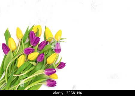 Frische Tulpen lila gelb auf weißem Stein Hintergrund. Frühlingsblumen Stockfoto