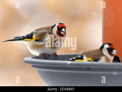 Sieversdorf, Deutschland. Februar 2021, 08th. Goldfinken (Carduelis carduelis), auch Goldfinken genannt, sitzen an einer Futterstation in einem Garten. Besonders jetzt im Winter, wenn die Natur mit einer dicken Schneeschicht bedeckt ist, ist die Fütterung von Wildvögeln empfehlenswert. Quelle: Patrick Pleul/dpa-Zentralbild/ZB/dpa/Alamy Live News Stockfoto