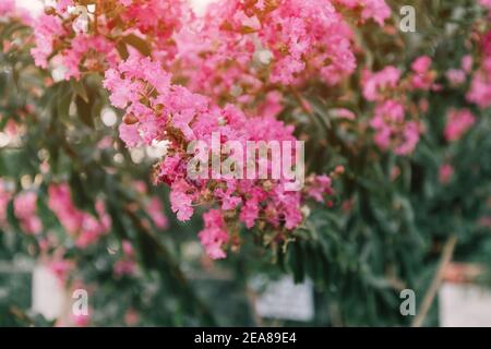 Indische Flieder lagerstremia mit leuchtend violetten Blüten Stockfoto