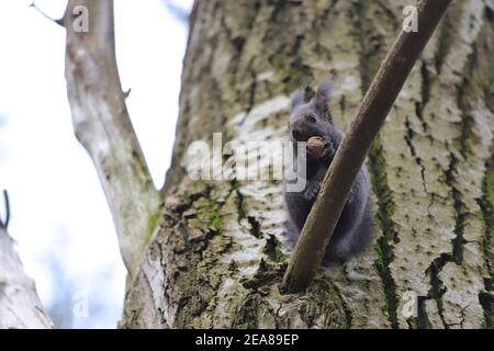 Das Eichhörnchen steht auf dem Ast die Risse und frisst die Walnuss Stockfoto