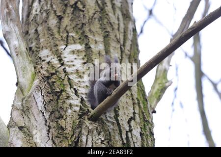 Das Eichhörnchen steht auf dem Ast die Risse und frisst die Walnuss Stockfoto