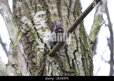 Das Eichhörnchen steht auf dem Ast die Risse und frisst die Walnuss Stockfoto