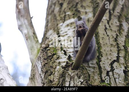 Das Eichhörnchen steht auf dem Ast die Risse und frisst die Walnuss Stockfoto