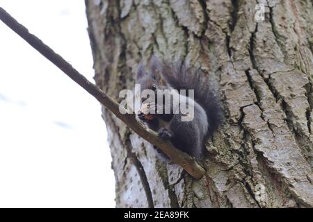 Das Eichhörnchen steht auf dem Ast die Risse und frisst die Walnuss Stockfoto