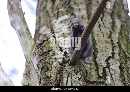 Das Eichhörnchen steht auf dem Ast die Risse und frisst die Walnuss Stockfoto