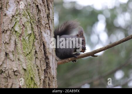 Das Eichhörnchen steht auf dem Ast die Risse und frisst die Walnuss Stockfoto