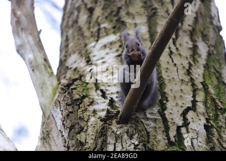 Das Eichhörnchen steht auf dem Ast die Risse und frisst die Walnuss Stockfoto