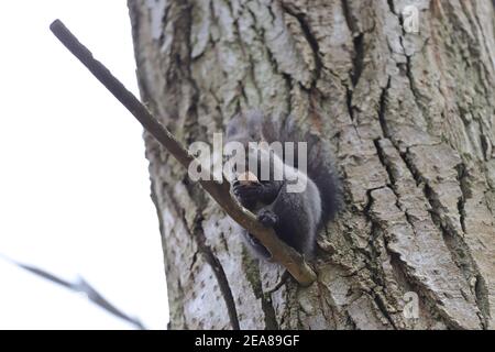 Das Eichhörnchen steht auf dem Ast die Risse und frisst die Walnuss Stockfoto
