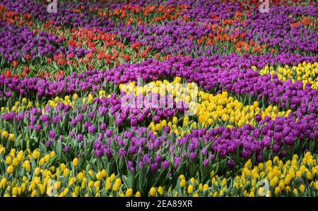 Floraler Hintergrund mit blühenden Tulpen im Stadtpark von Istanbul am April. Stockfoto