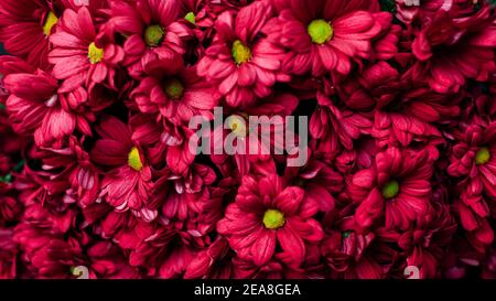 Frühlingsblumen. Valentinstag Hintergrund. Bouquet von roten Chrysantheme. Florale Struktur Stockfoto