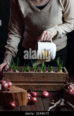 Frau Pflanzung Zwiebeln für Frühling grün Sprossen Nahrung, Haus Indoor-Gartenkonzept, dunkel launischen Hintergrund, Teil des Körpers Ernte ohne Stockfoto