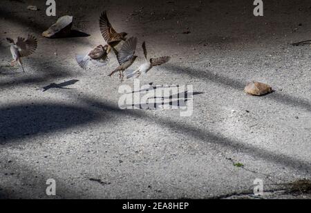 Wunderschöne Vögel im Flug, Action und in natürlicher Umgebung. Stockfoto