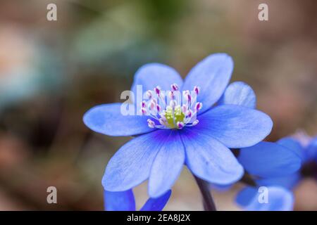 Hepatica blüht im Frühjahr auf der Wiese Stockfoto