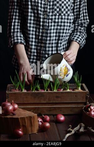 Frau Pflanzung Zwiebeln für Frühling grün Sprossen Nahrung, Haus Indoor-Gartenkonzept, dunkel launischen Hintergrund, Teil des Körpers Ernte ohne Stockfoto