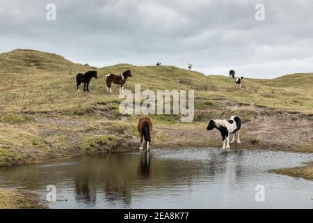 Castlefreake, Cork, Irland. 08th. Februar 2021.Ponys grasen in der Nähe der Sanddünen in Castlefreke, Co. Cork, Irland. - Credit; David Creedon / Alamy Live News- Stockfoto