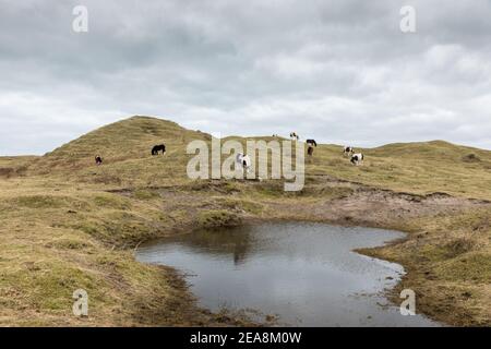 Castlefreake, Cork, Irland. 08th. Februar 2021.Ponys grasen in der Nähe der Sanddünen in Castlefreke, Co. Cork, Irland. - Credit; David Creedon / Alamy Live News- Stockfoto