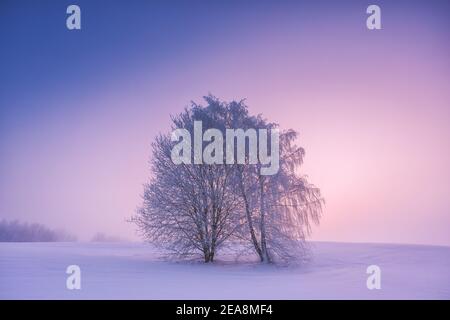 Winterlandschaft mit Nebel und zwei Bäumen. Warme, kalte Landschaft bei Sonnenaufgang Stockfoto