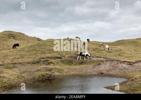 Castlefreake, Cork, Irland. 08th. Februar 2021.Ponys grasen in der Nähe der Sanddünen in Castlefreke, Co. Cork, Irland. - Credit; David Creedon / Alamy Live News- Stockfoto