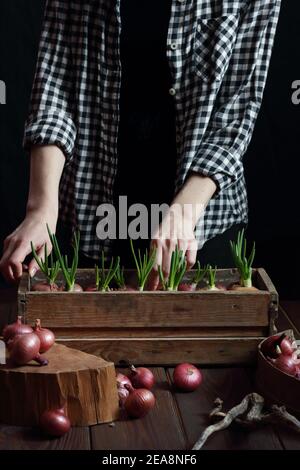 Frau Pflanzung Zwiebeln für Frühling grün Sprossen Nahrung, Haus Indoor-Gartenkonzept, dunkel launischen Hintergrund, Teil des Körpers Ernte ohne Stockfoto