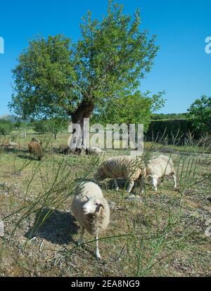 Schafe weiden in Feld, Pollenca, Mallorca, Baleares, Spanien Stockfoto