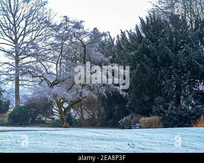 Lichtbedeckung von Schnee auf Bäumen und Gras in den Museum Gardens in York, England Stockfoto