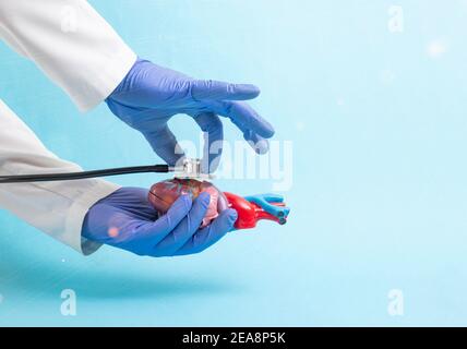 Der Arzt hält ein Dummy-Herz eines Mannes in der Hand und hört es mit einem Stethoskop auf blauem Hintergrund an. Konzept der Behandlung und Pflege des Herzens Stockfoto