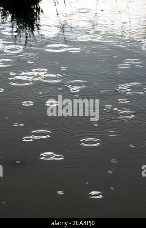 Regen fällt in eine Pfütze Stockfoto