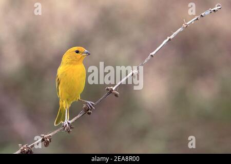 Safranfinch (Sicalis flaveola) in einem Kritzelei Stockfoto