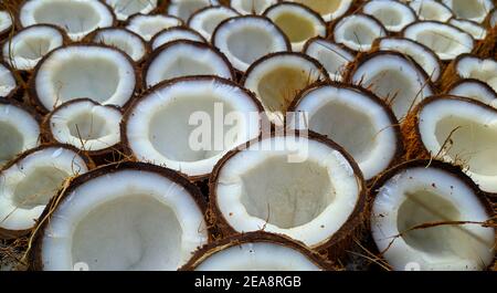 Kokosnüsse setzen ins Sonnenlicht zum Trocknen Stockfoto