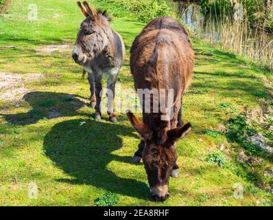 Nahaufnahme von zwei Eseln Stockfoto