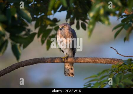 Erwachsene weibliche Shikra Vogel auf einem Baum Ast sitzen Stockfoto