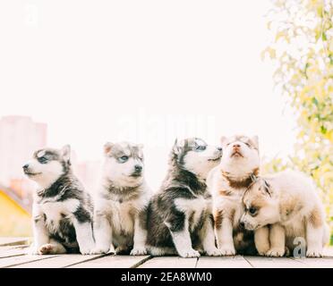 Fünf vier Wochen alte Husky Puppy von weiß-grau-schwarz-braun Farbe sitzt auf Holz Masse Zusammen Stockfoto