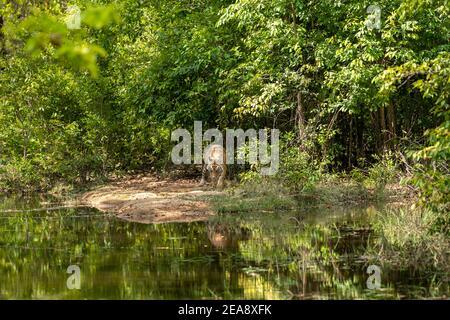 royal bengal wilder männlicher Tiger mit Spiegelung im Wasser. Tier im grünen Wald. Wildkatze in natürlichen Lebensraum bandhavgarh Nationalpark Tiger Reserve Stockfoto