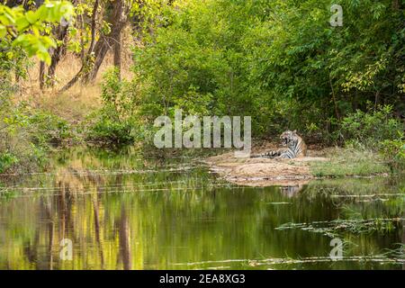 royal bengal wilder männlicher Tiger mit Spiegelung im Wasser. Tier im grünen Wald. Wildkatze in natürlichen Lebensraum bandhavgarh Nationalpark Tiger Reserve Stockfoto