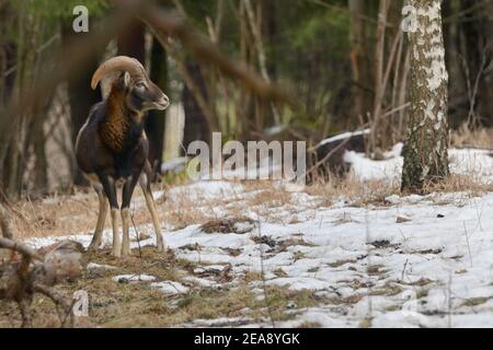 Europäischer Mufflon Ovis Ammon Musimon im Winter Stockfoto