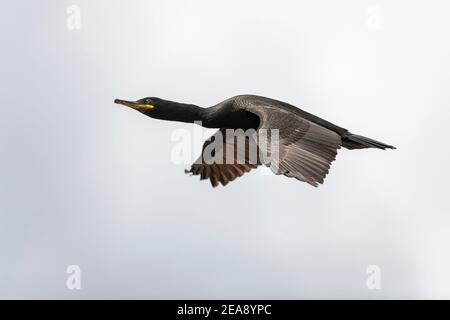 Shag (Phalacrocorax aristotelis) im Flug, Farne Islands, Northumberland, Großbritannien Stockfoto