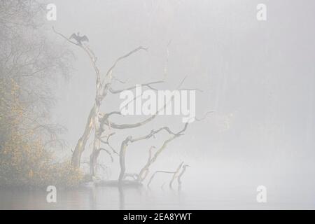 Kormoran (Phalacrocorax carbo) in Mist, Bolam Lake Country Park, Northumberland, Großbritannien Stockfoto