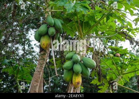 Papaya Baum mit gelben und grünen Früchten Stockfoto