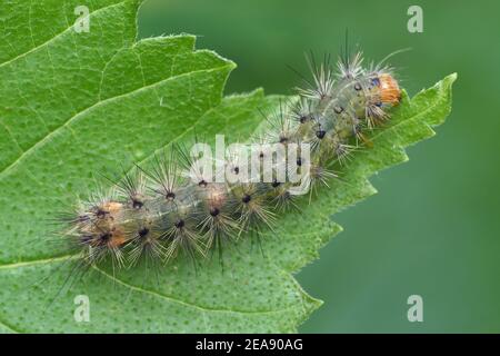 Dorsale Ansicht der Buff-Ermin-Raupe (Spilosoma luteum) auf Pflanzenblatt. Tipperary, Irland Stockfoto