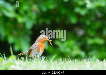 Robin [ Erithacus rubecula ] auf Rasen mit Mehlwürmern im Sein Schnabel Stockfoto