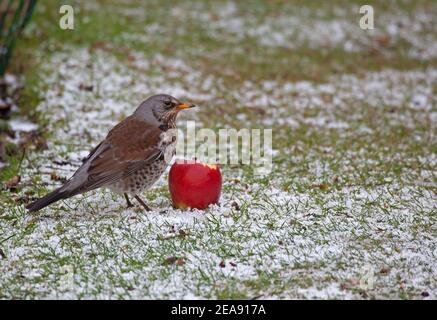 Edinburgh, Schottland, Großbritannien. A Fieldfare genießt einen leckeren Apfel auf schneebedecktem Gras liegen. Die Fieldfare (Turdus pilaris) ist ein wandernder Vertreter der Sohlfamilie. Stockfoto