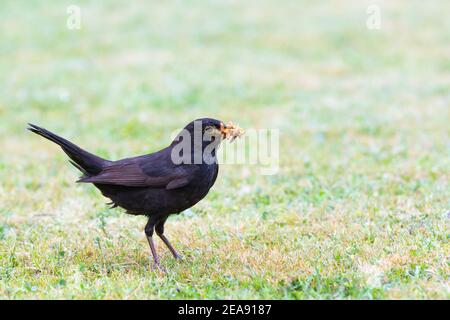 Amsel-Männchen [ Turdus merula ] füttert auf sonnenverbranntem Rasen Mit Mehlwürmern im Schnabel Stockfoto