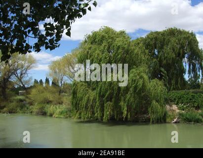 Schöne Weide am Ufer des Flusses in der Valdes Halbinsel, Argentinien Stockfoto