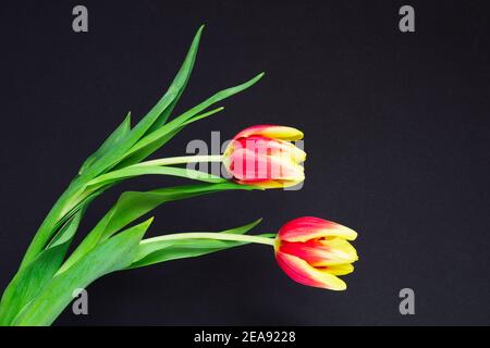 Zwei schöne rote und gelbe Tulpen auf schwarzem Hintergrund Stockfoto