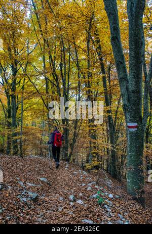 Italien Venetien Monte Baldo - Una ragazza percorre il sentiero che riporta nel bosco verso Prada, immersa nei colori autnnali del belaub Italien Venetien Monte Baldo - EIN Mädchen geht den Weg zurück in den Wald in Richtung Prada, eingetaucht in die Herbstfarben des Laubes. Stockfoto