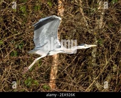 Graureiher (ardea cinerea) im Flug über den Fluss Almond, West Lothian, Schottland. Stockfoto