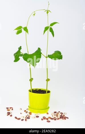 Junge grüne Bohnensprosse im Topf. Studio Foto Stockfoto