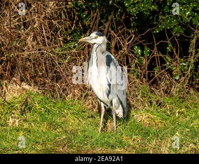 Graureiher (ardea cinerea) am Ufer des Flusses Almond, West Lothian, Schottland. Stockfoto