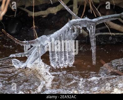 Eiszapfen bildeten sich an einem Ast über einem Fluss, West Lothian, Schottland. Stockfoto